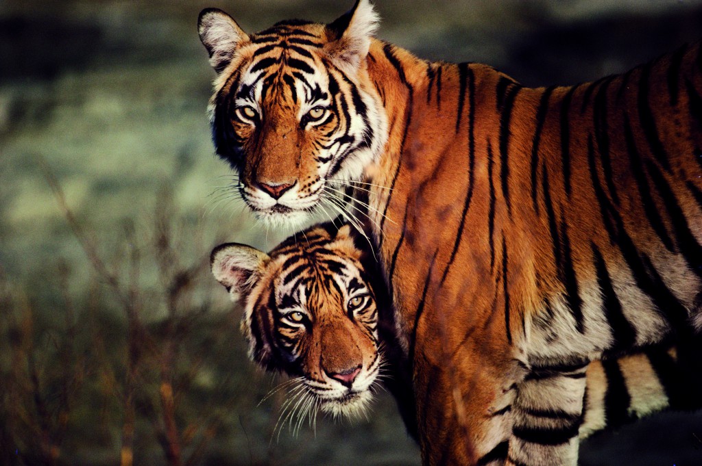 Female Bengal tigress and cub portrait